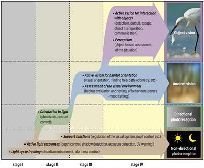 The Evolution of Visual Roles – Ancient Vision Versus Object Vision